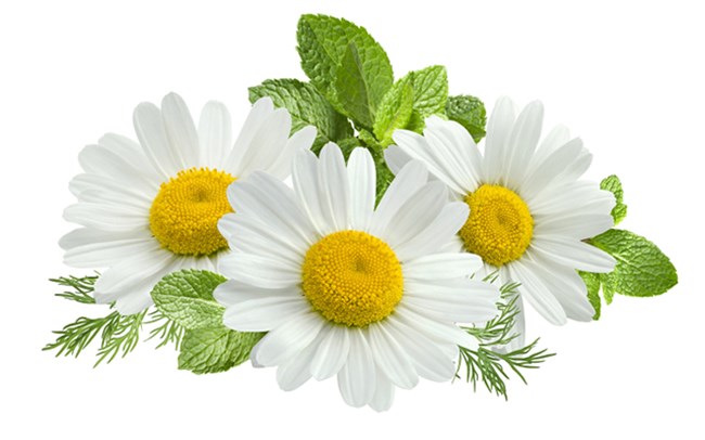 De Stress the distressed with Himalayan Haat's Full Bloom Chamomile Flowers!